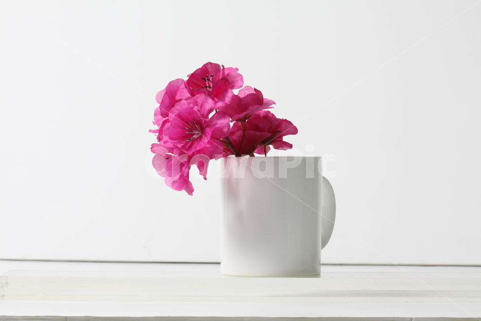 식물,꽃,머그컵,핑크색,flower,cup,pink