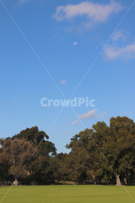 grass,잔디,plant,식물,field,들,outdoors,옥외,나무,공원,구름,하늘,달,나무,trees,wood