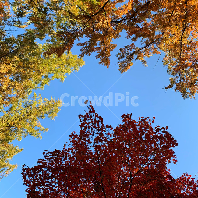 tree,나무,단풍,단풍나무,단풍놀이,숲,잎,leaf,가을,계절,fall,autumn,season