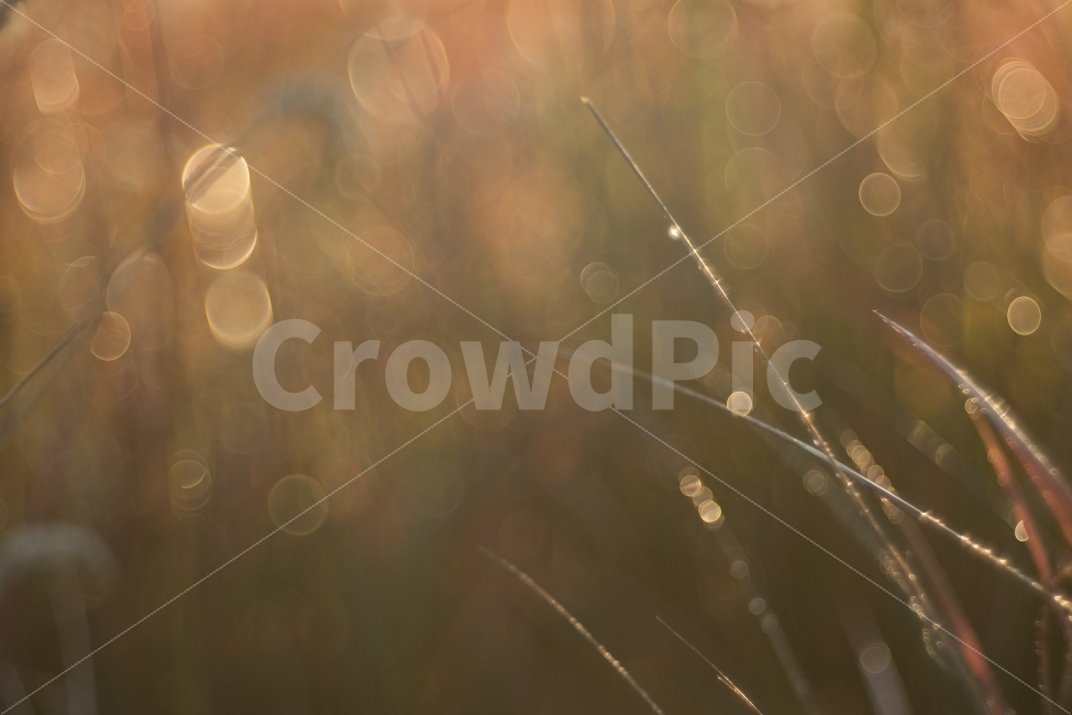 가을,보케,이슬,autumn,bokeh,아침,가을,계절,fall,autumn,season,식물,자연,plants,nature,감성,sensible,feeling,휴식,힐링,rest,relaxation,healing,grass,잔디,plant