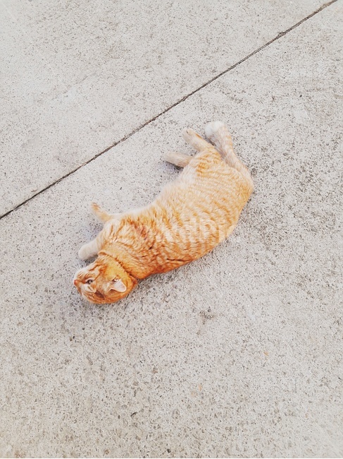 길고양이,고양이,친구,동물,야옹이,동물,animal,포유류,mammal,고양이,cat,kitten,kitty