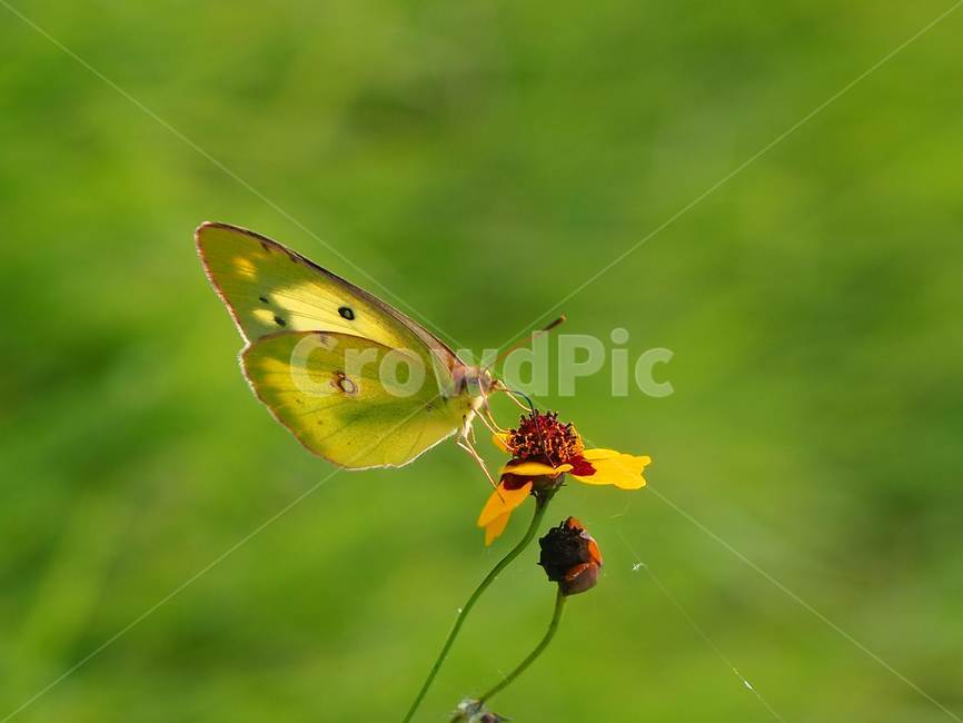 invertebrate,무척추동물,animal,곤충,insect,나비,배경