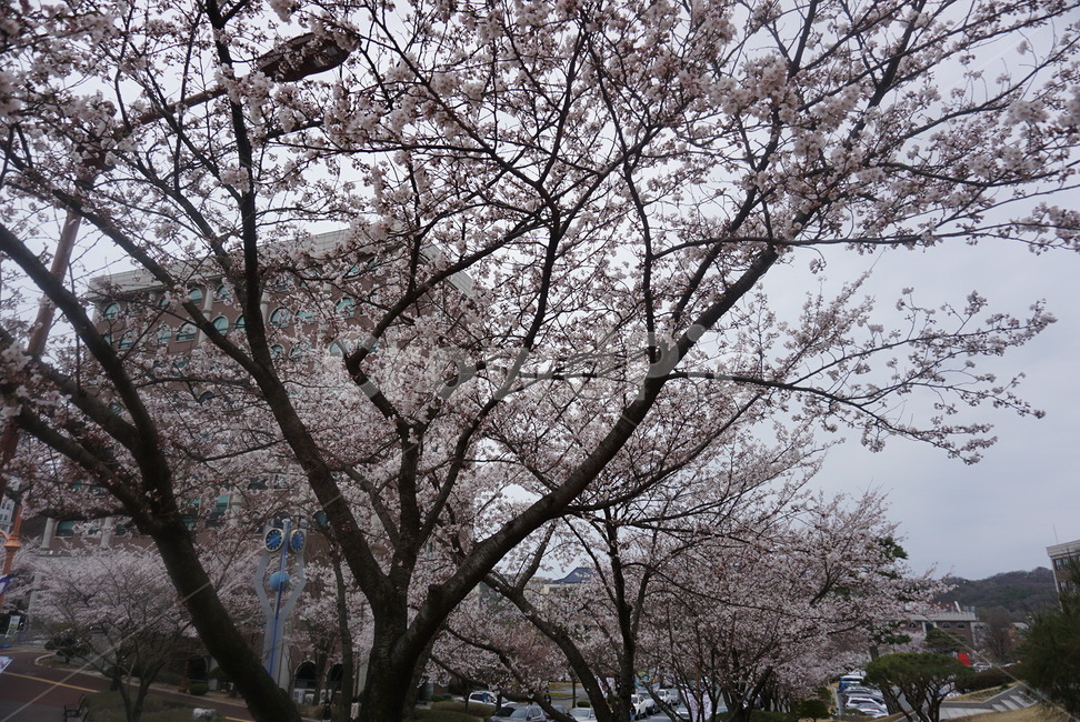 봄,흐린날,벚꽃,백석대학교,백석대캠퍼스,본부동,봄,계절,spring,season,plant,식물,tree,나무,tree trunk,나무 줄기