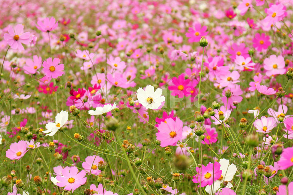 코스모스,가을,자연,꽃,fall,flower,flowers,cosmos,가을,계절,fall,autumn,season,식물,자연,plants,nature,꽃,flower,blossom,petal,꽃잎,plant,spring,봄