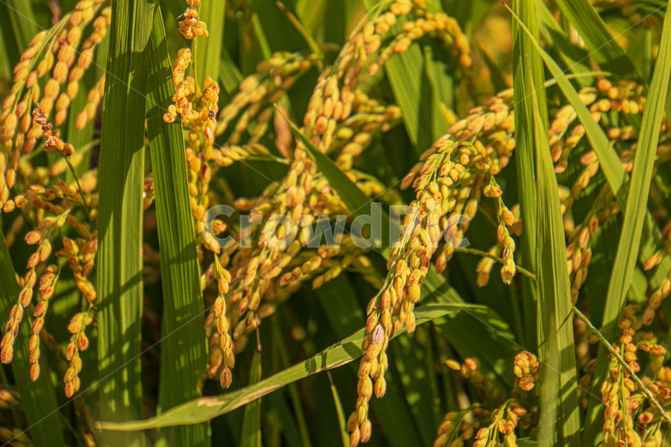 vegetation,초목,plant,식물,가을,벼,추수,농촌,시골,노란,가을,계절,fall,autumn,season,산업,industry,industrial,농업,농사,agriculture,farming,farming industry