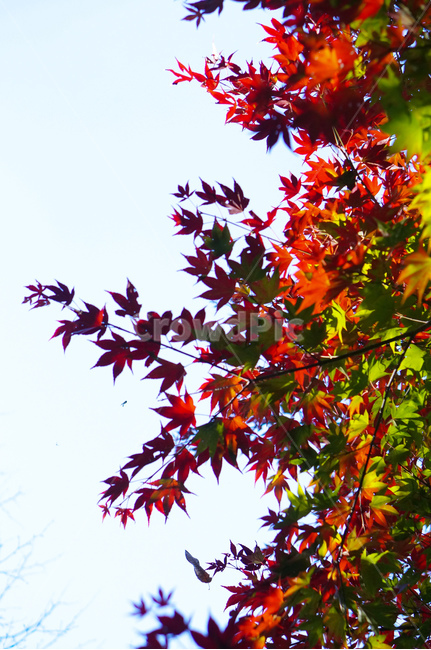 단풍나무,풍경,빨강,가을,하늘,plant,식물,leaf,잎,tree,나무