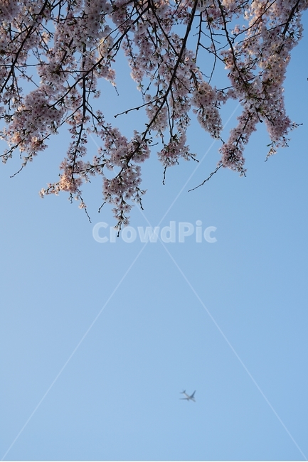 비행기,제주도,벚꽃,벚꽃축제,군항제,봄,계절,spring,season,식물,자연,plants,nature,꽃,flower,교통,교통수단,traffic,transportation,plant,blossom