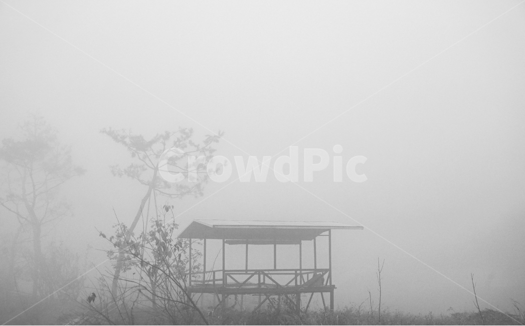 농막,안개,나무,새벽,참외막,자연,풍경,nature,landscape,흑백,모노톤,monochrome,black and white,weather,날씨,outdoors,옥외