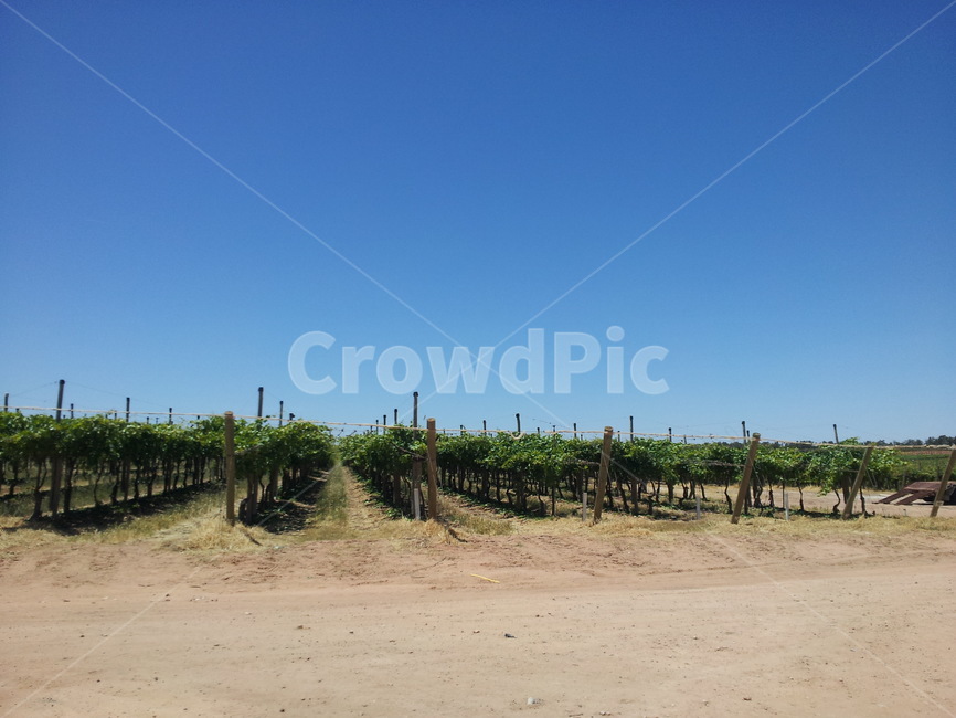 grape,vineyard,wine,포도밭,포도나무,winery,mildura,농장,farm,farmer,farmery,work,vic,victoria,포도,호주