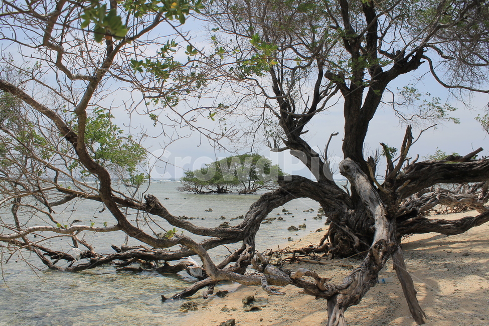 인도네시아,길리,해변,나무,나무해변,indonesia,gili,beach,beachandtree,vacation,nature,sea,고즈넉