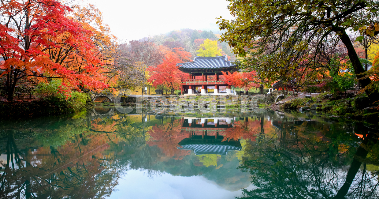 자연,풍경,단풍,계절,가을,산,붉은,단풍잎,추경,나무,단풍나무,울긋불긋,애기단풍,노란,잎,빛,햇빛,물,계곡,낙엽,바위,골짜기,호수,도솔천,쌍계루,고건축,건축,절,백양사,만추,nature,landscape,seasonal,mountain,red,autumnleaves,autumn,trees,foliage,bully,babymaple,yellow,leaf,light,sunlight,water,deciduous,rocks,valley,lake,dosolcheon,twintower,ancientarchitecture,architecture,temple,whitesheep,lateautumn,가을,계절,fall,autumn,season,자연,풍경,nature,landscape,한국자연풍경,한국자연경관,korea nature landscape,tree,plant,식물