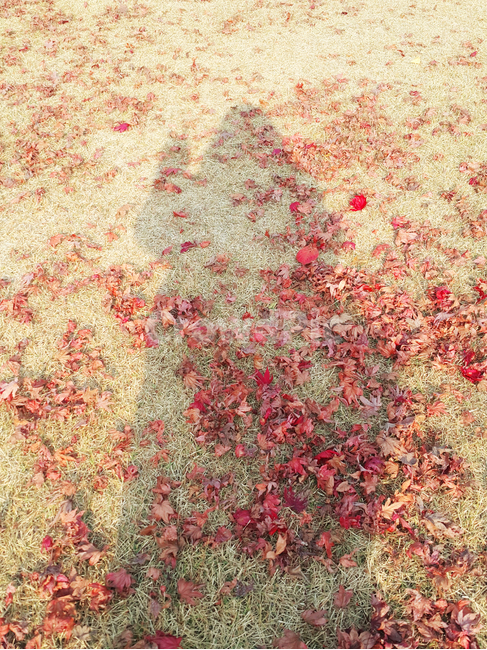 가을,낙엽,단풍,그림자,단풍잎,빨간,가을,계절,fall,autumn,season,인물실루엣,사람실루엣,character silhouette,human silhouette,rug,깔개