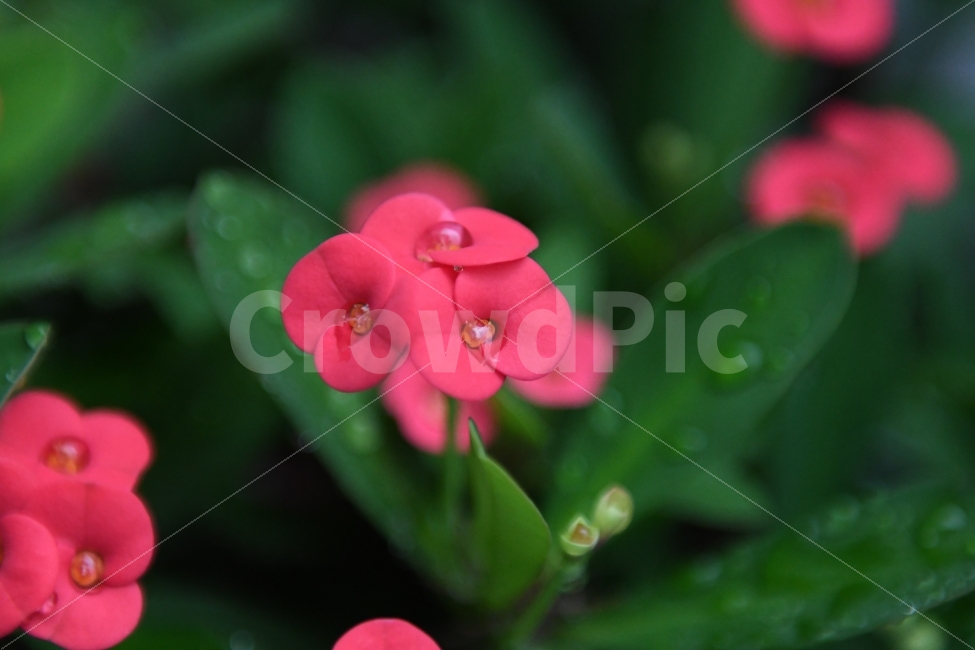 꽃,물방울,비,빗방울,아름다움,아웃포커싱,식물,자연,plants,nature,꽃,flower