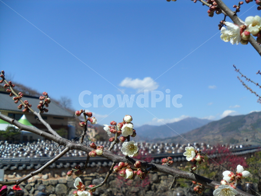 매화,광양,매화마을,구름,장독대,봄,계절,spring,season,식물,자연,plants,nature,꽃,flower,plant