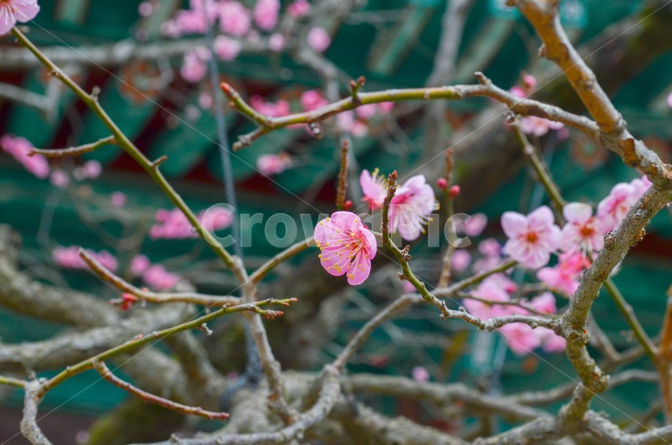 홍매화,통도사,자연,꽃,봄,사찰,절,식물,flower,bloom