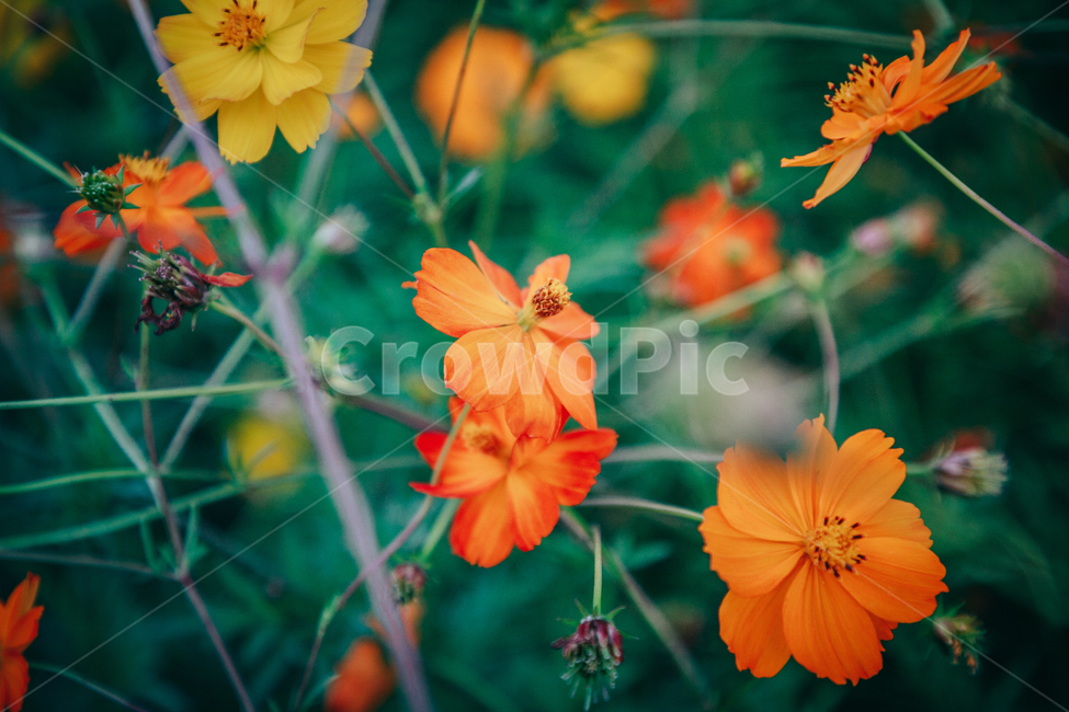 코스모스,꽃,자연,식물,가을,아름다운,commoncosmos,가을,계절,fall,autumn,season,식물,자연,plants,nature,꽃,flower,색깔,색상,색채,색감,color sense,color sensitivity,feeling of color,blossom,geranium,제라늄,plant