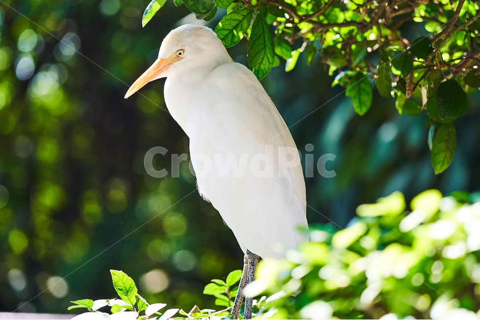 새,조류,야생,고독,깃털,동물,animal,조류,새,birds