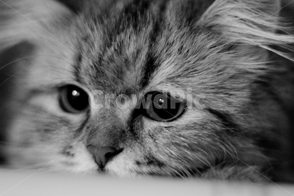 고양이,동물,흑백,귀여움,이쁨,동물,animal,고양이,cat,kitten,kitty,흑백,모노톤,monochrome,black and white