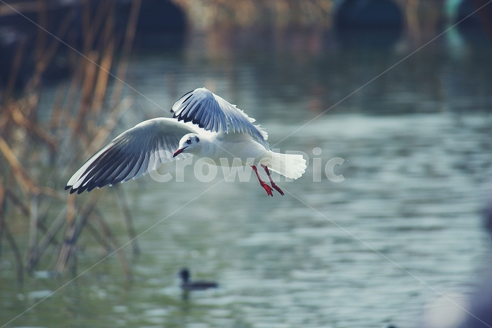 새,갈매기,seagull,bird,호수,lake,오리,duck,날개,wing,갈대,동물,animal,조류,새,birds,감성,sensible,feeling