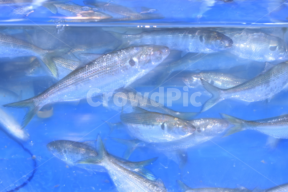 물고기,fish,전어,수족관,전어회,동물,animal,어류,물고기,fish