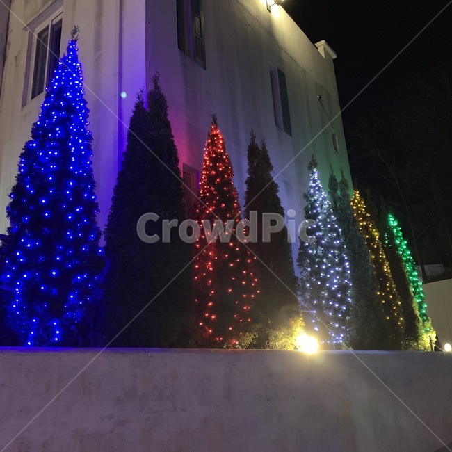 tree,나무,plant,식물,크리스마스,꾸미기,연말,알록달록,나무꾸미기,조명