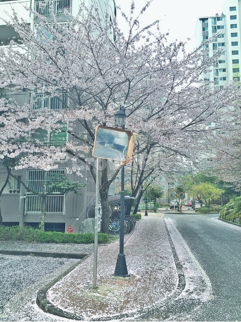 벚꽃,cherryblossoms,봄,spring,낙화,풍경,scenery,landscape,건물,building,도로,road,색깔,색상,색채,색감,colorsense,colorsensitivity,feelingofcolor
