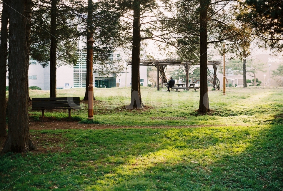 벤치,공원,공주대학교,빛,오후,인대숲,필름,필름사진,agfavista200,아그파비스타200,film,filmphotography,minolta,미놀타,식물,자연,plants,nature,나무,trees,wood,휴식,힐링,rest,relaxation,healing