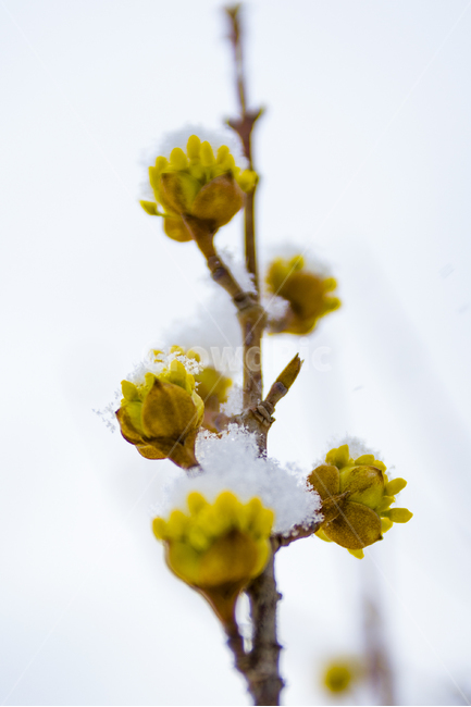 봄,꽃눈,산수유,노랑,꽃,눈,봄,계절,spring,season,식물,자연,plants,nature,꽃,flower,plant