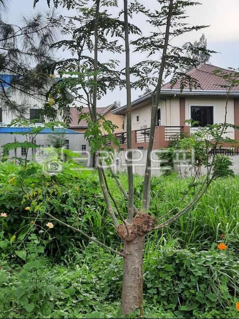 Philippine Moringa,moringa,moringa tree,malonggai tree,Malonggai