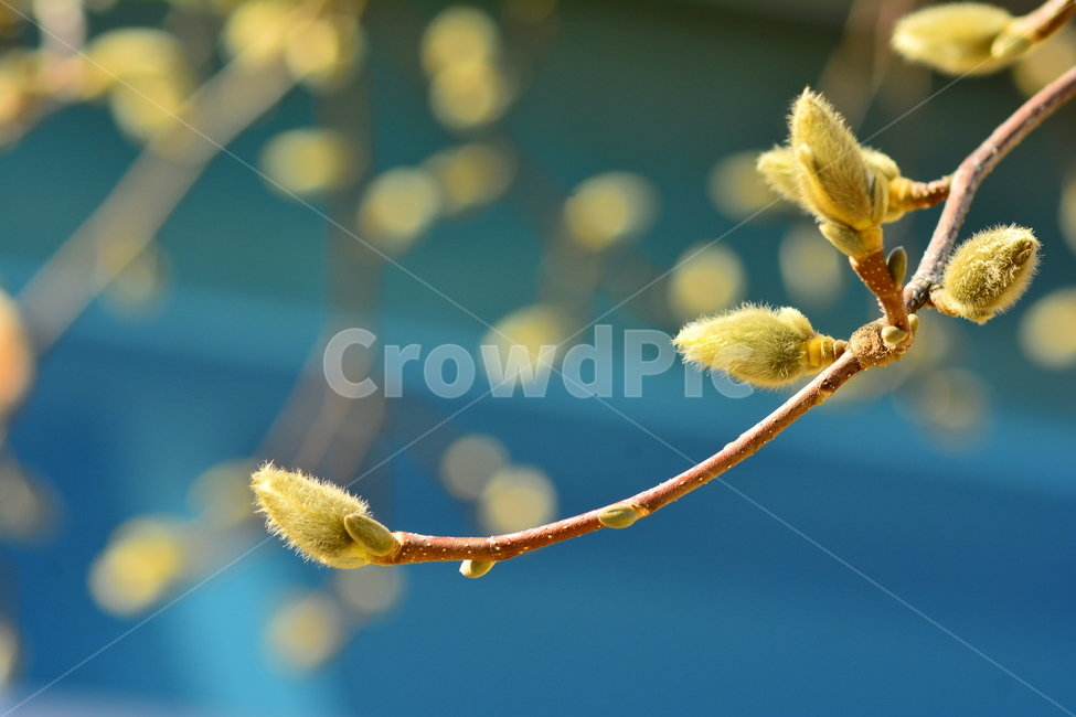 목련,봄,꽃망울,꽃봉오리,이른봄날,블루,식물,나무꽃,봄을기다리며,spring,감성,느낌,분위기,서정,3월,예정,기다림,예감,솜털,나뭇가지,봄꽃,flowers,feeling,emotion,sensible,봄,계절,spring,season,식물,자연,plants,nature,plant,blossom,꽃,bud,싹,sprout,새싹,flower