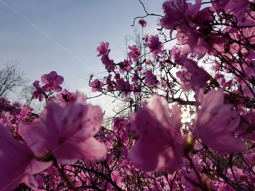 자연,봄,진달래,꽃,배경,핑크,하늘,봄,계절,spring,season,식물,자연,plants,nature,꽃,flower,plant,blossom