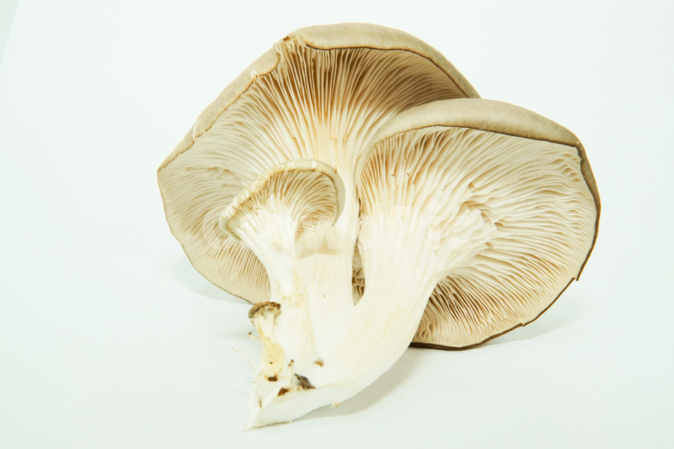 느타리,버섯,식물,식품,음식,식재료,plant,fungus,자연,nature,버섯,mushroom,음식,식재료,요리,food,cook,meal,dishes,food reserves