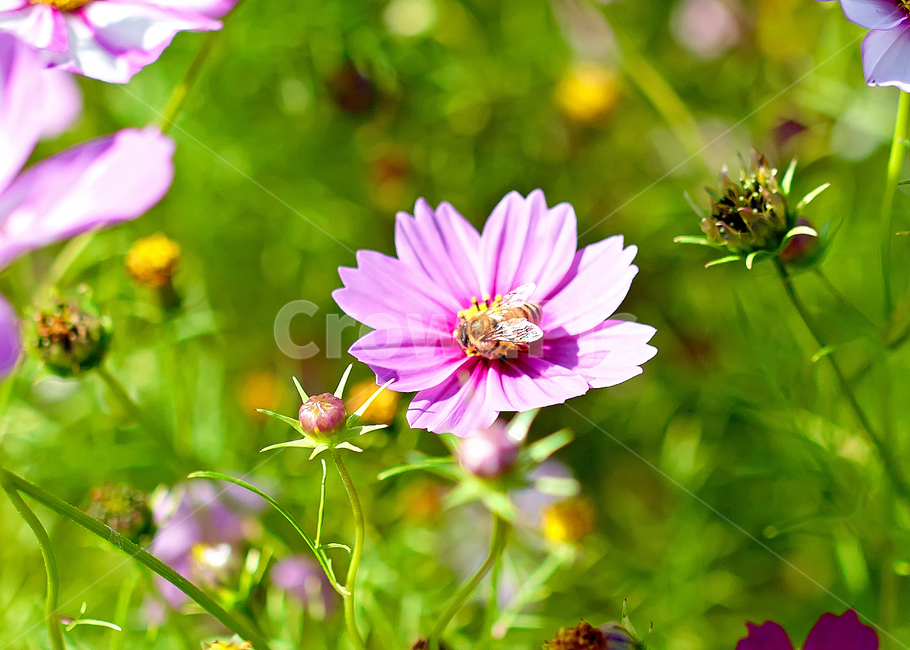 plant,식물,pollen,화분,꽃,꽃잎,벌,꿀,가을,계절,fall,autumn,season,식물,자연,plants,nature,꽃,flower,동물,animal,곤충,벌레,insect,bug