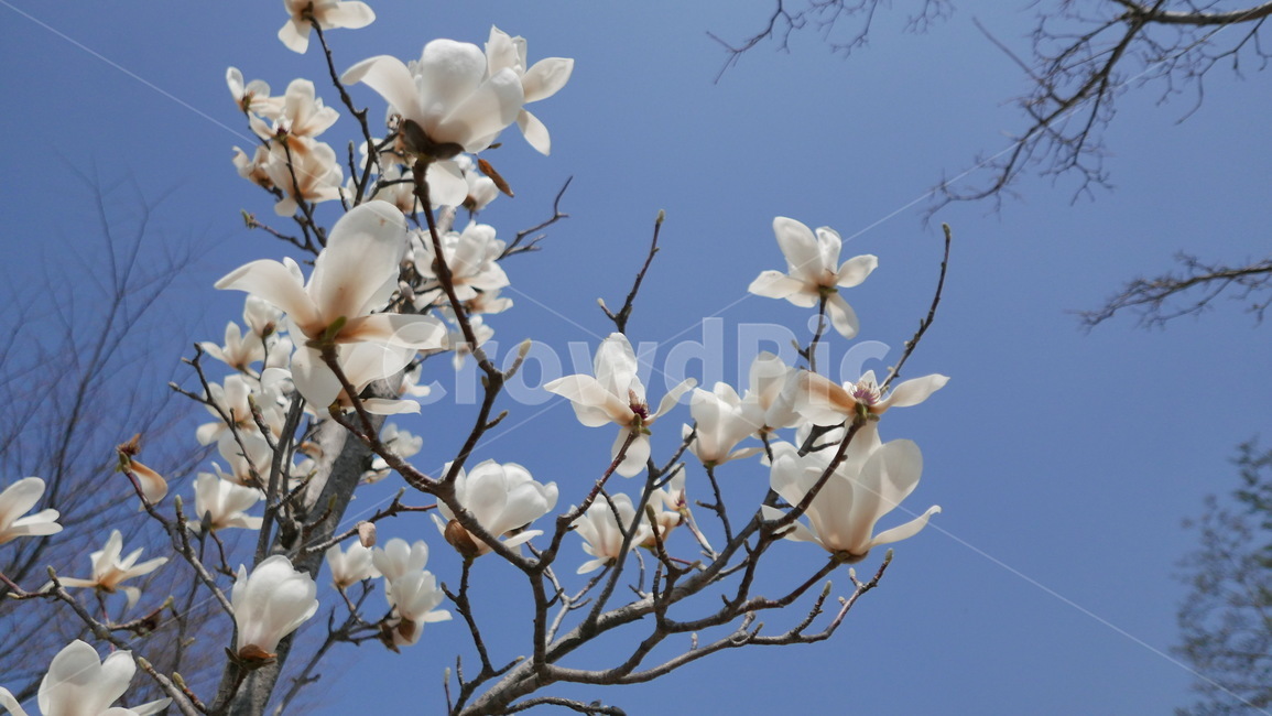 magnolia,bluesky,flower,spring,봄,목련,하늘,꽃송이