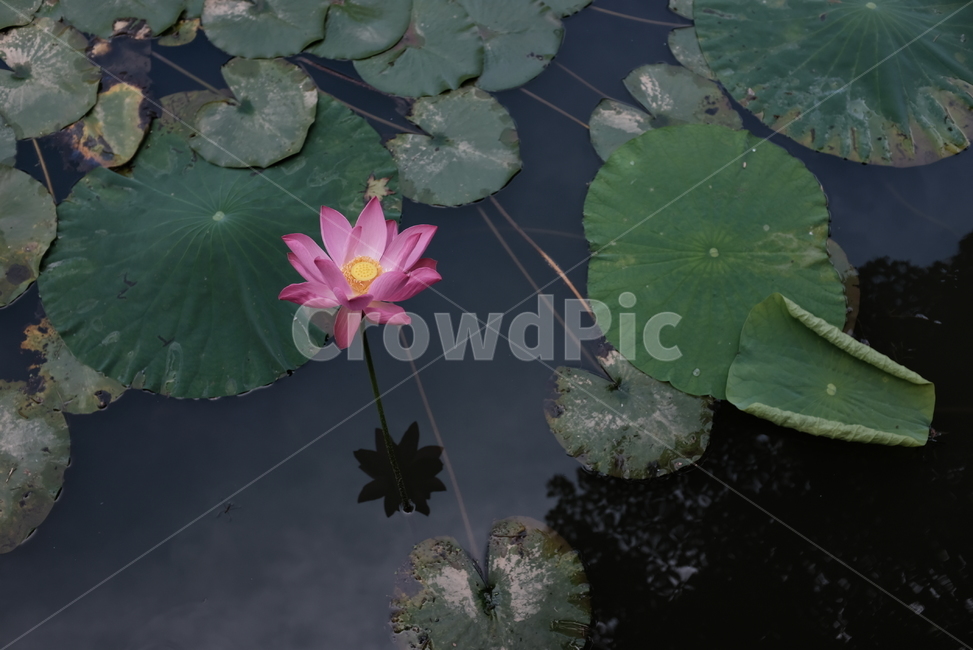 연꽃,연잎,수련,연못,꽃,식물,자연,plants,nature,꽃,flower