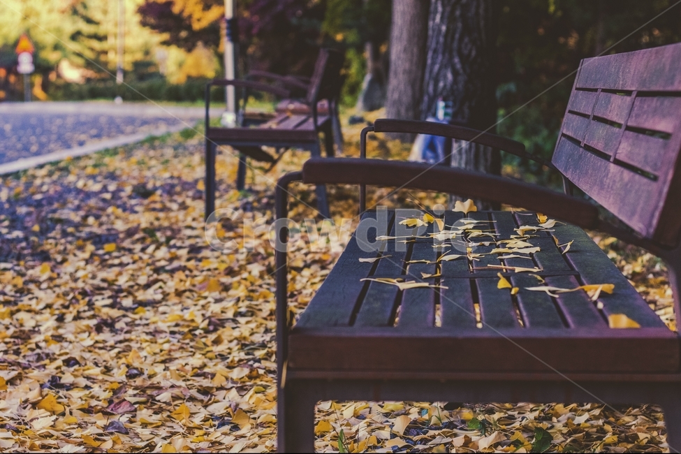납역,가을,단풍,노랑색,의자,나뭇잎,은행나무,정자,가을,계절,fall,autumn,season,furniture,가구