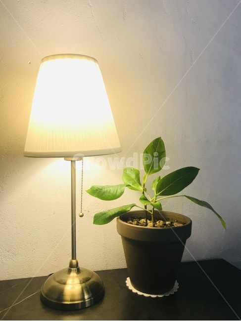 램프,화분,빛,인테리어,소품