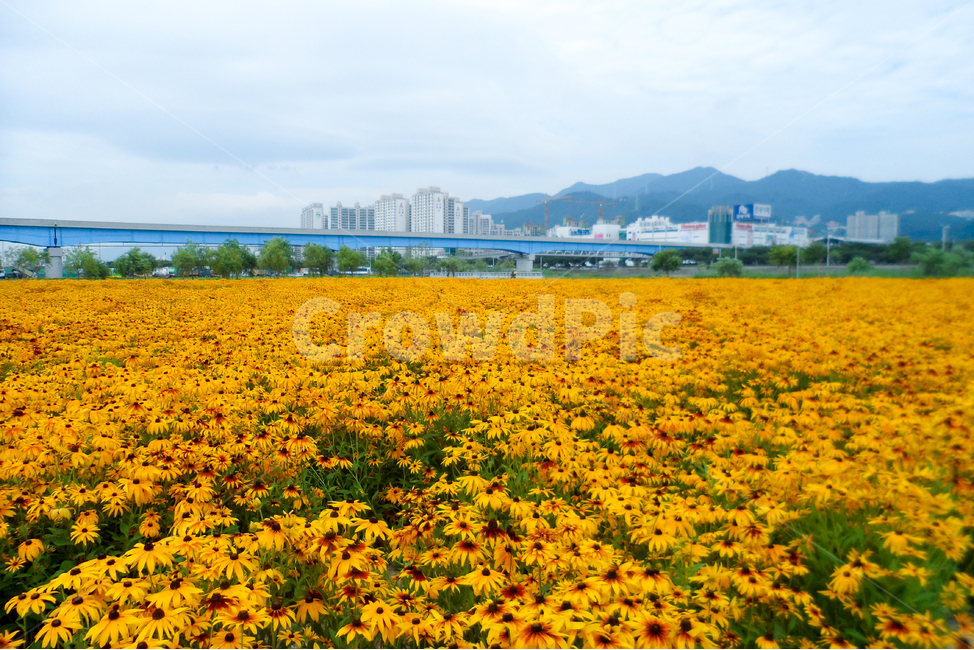 field,들,nature,자연,outdoors,옥외,꽃,루드베키아,노란꽃,공원,도시,풍경,city,landscape,한국도시풍경,한국도시경관,korea cityscape,grassland,목초지