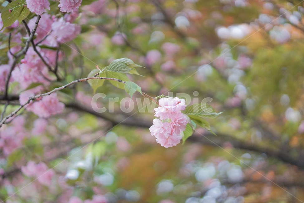 겹벚꽃,벚꽃,사쿠라,봄꽃,분홍꽃,spring,봄,계절,spring,season,식물,자연,plants,nature,꽃,flower,plant