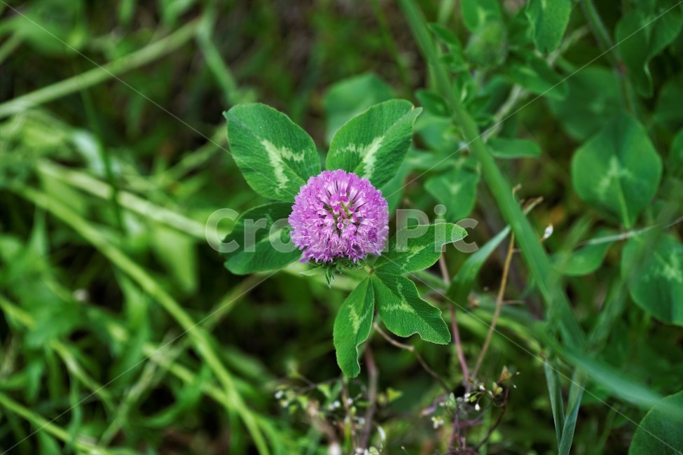 토끼풀,붉은토끼풀,귀화식물,풀,클로버,crimsonclover,grass,green,nature,plant,redclover,trifolium