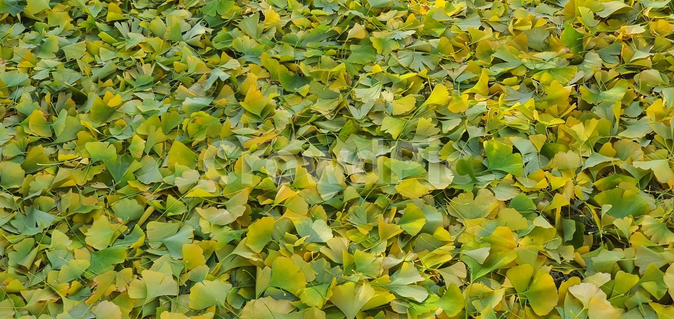 은행,단풍,은행열매,나무,가을,plant,식물,leaf,잎,ground,바닥,가을,계절,fall,autumn,season,식물,자연,plants,nature