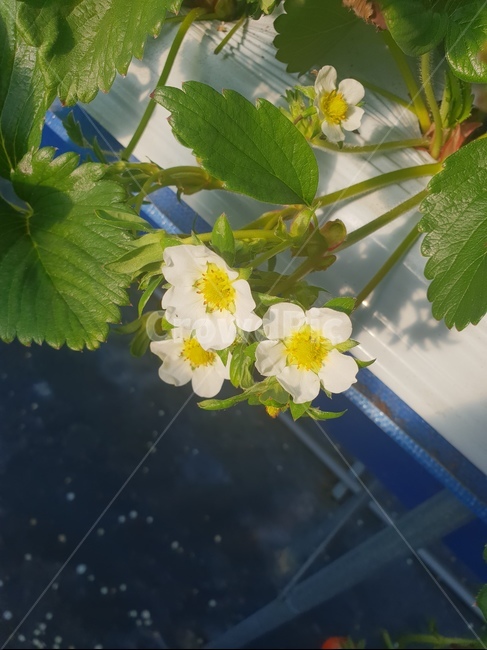 식물,화분,딸기꽃,꽃,딸기,식물,자연,plants,nature,꽃,flower
