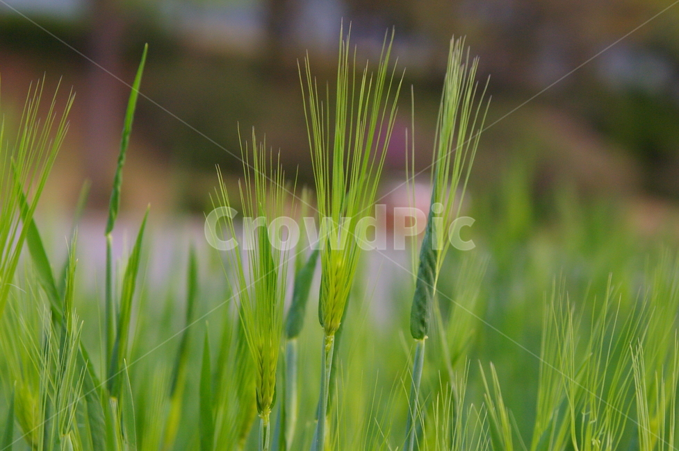 보리,보리밭,식물,plant,초록