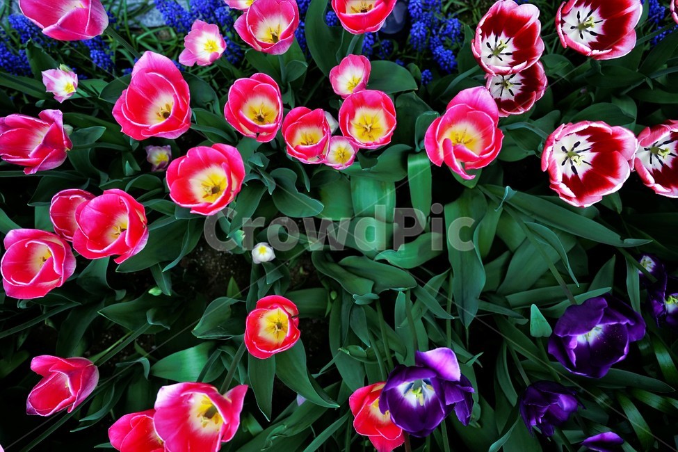 튤립,봄,bloom,꽃,식물,자연,화사함,꽃향기,tulip,colorful,floral,flower,gardenflowers,happymind,life,nature,plant,spring봄,spring,식물,자연,plants,nature,꽃,flower