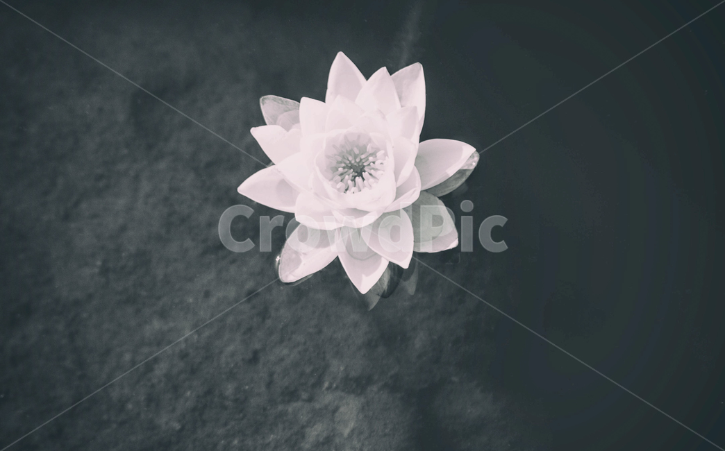 꽃,봄꽃,자연,풍경,식물,flowers,spring,봄,springflowers,nature,landscape,plant,연꽃,식물,자연,plants,nature,꽃,flower,흑백,모노톤,monochrome,black and white