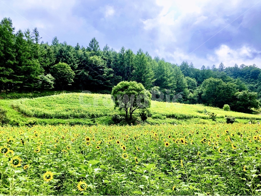 해바라기,나무,자연,구름,산,자연,풍경,nature,landscape,outdoors,옥외,grassland,목초지,field,들,plant,식물,tree,rural,농촌,farm,농장,fir,전나무