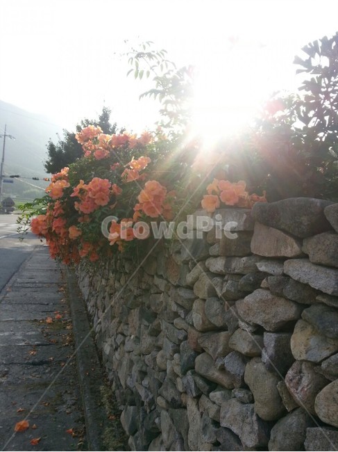 돌담,여름,햇살,능소화,꽃,풍경,아침,골목길,alley,식물,자연,plants,nature,꽃,flower,wall,벽,walkway,보도,path,통로