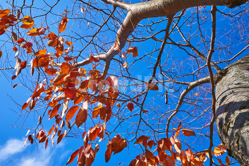 순천만국가정원,풍경,순천만정원,순천,단풍,빨간,가을감성,자연,가을,계절,fall,autumn,season,tree,나무,plant,식물,leaf,잎