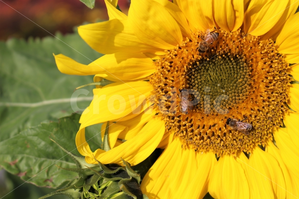 해바라기,벌,식물,plant,sunflower,노란꽃,꽃과벌,노랑,꽃,식물,자연,plants,nature,꽃,flower,동물,animal,곤충,벌레,insect,bug