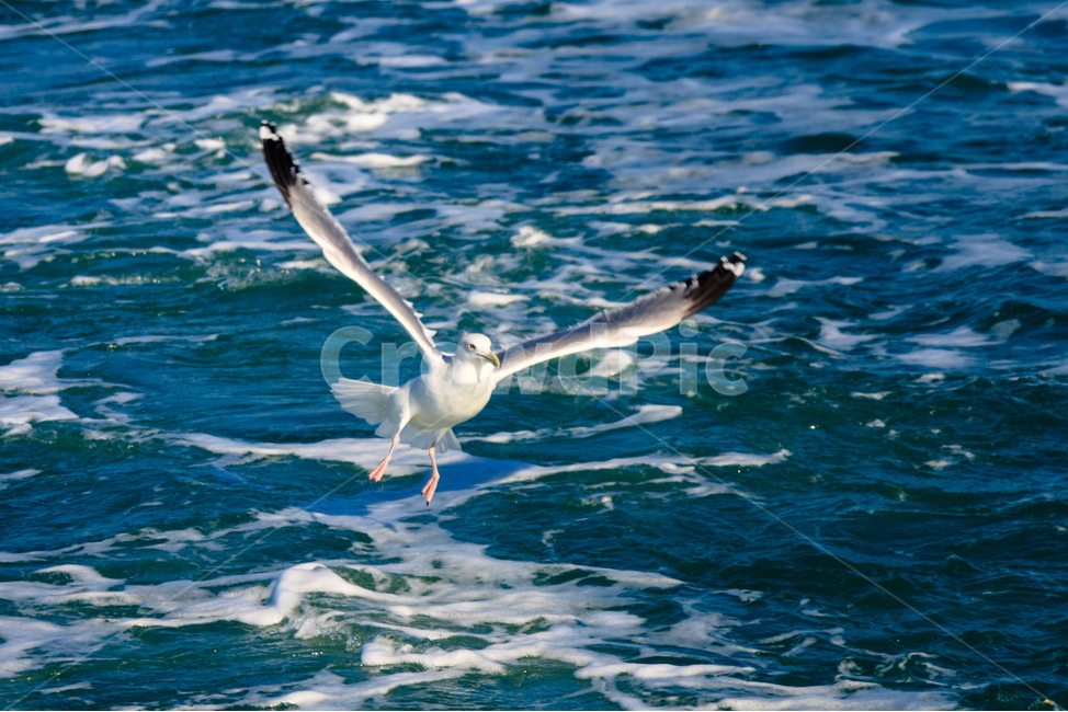 갈매기,바다,야생,새,조류,비행,날개,동물,animal,조류,새,birds